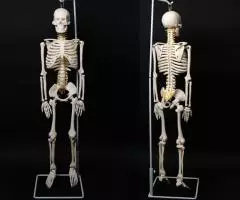Модель "Скелета человека 85 см" (Гнущийся позвоночник) - 4
