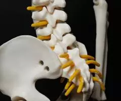 Модель "Скелета человека 85 см" (Гнущийся позвоночник) - 5