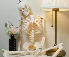 Модель "Скелета человека 85 см" (Гнущийся позвоночник) - 6