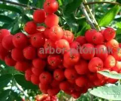 Саженцы и крупномеры рябины в Москве и Подмосковье с доставкой и посадкой - 2