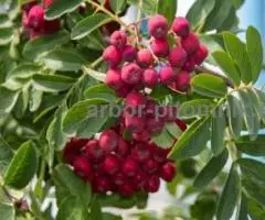 Саженцы и крупномеры рябины в Москве и Подмосковье с доставкой и посадкой - 3