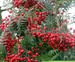 Саженцы и крупномеры рябины в Москве и Подмосковье с доставкой и посадкой - 4