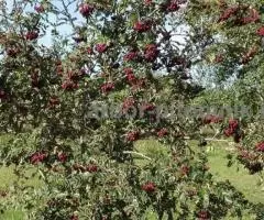 Саженцы и крупномеры рябины в Москве и Подмосковье с доставкой и посадкой - 5