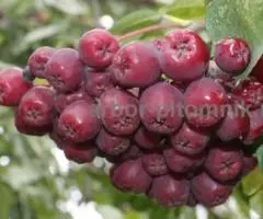 Саженцы и крупномеры рябины в Москве и Подмосковье с доставкой и посадкой - 6