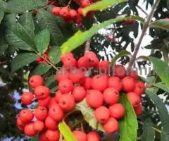 Саженцы и крупномеры рябины в Москве и Подмосковье с доставкой и посадкой - 7