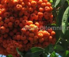 Саженцы и крупномеры рябины в Москве и Подмосковье с доставкой и посадкой - 8