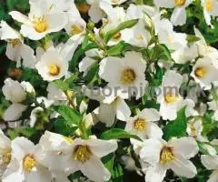 Саженцы жасмина (чубушника), купить крупномеры жасмина в Москве с доставкой и посадкой - 2