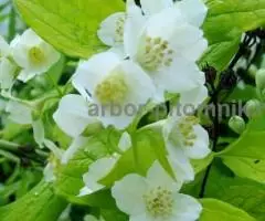 Саженцы жасмина (чубушника), купить крупномеры жасмина в Москве с доставкой и посадкой - 3