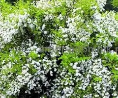 Саженцы жасмина (чубушника), купить крупномеры жасмина в Москве с доставкой и посадкой - 4