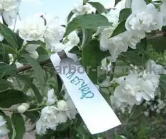 Саженцы жасмина (чубушника), купить крупномеры жасмина в Москве с доставкой и посадкой - 5