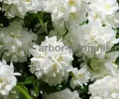 Саженцы жасмина (чубушника), купить крупномеры жасмина в Москве с доставкой и посадкой - 6