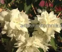 Саженцы жасмина (чубушника), купить крупномеры жасмина в Москве с доставкой и посадкой - 7