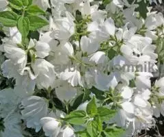 Саженцы жасмина (чубушника), купить крупномеры жасмина в Москве с доставкой и посадкой - 8