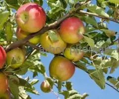Крупномеры яблонь, саженцы яблони и плодовых деревьев в Москве и Подмосковье из питомника - 2
