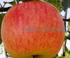 Крупномеры яблонь, саженцы яблони и плодовых деревьев в Москве и Подмосковье из питомника - 3