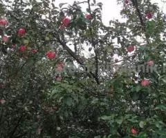 Крупномеры яблонь, саженцы яблони и плодовых деревьев в Москве и Подмосковье из питомника - 4