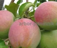 Крупномеры яблонь, саженцы яблони и плодовых деревьев в Москве и Подмосковье из питомника - 5