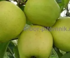 Крупномеры яблонь, саженцы яблони и плодовых деревьев в Москве и Подмосковье из питомника - 6