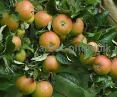 Крупномеры яблонь, саженцы яблони и плодовых деревьев в Москве и Подмосковье из питомника - 7