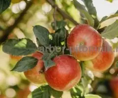 Крупномеры яблонь, саженцы яблони и плодовых деревьев в Москве и Подмосковье из питомника - 8