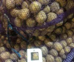 Картофель 35-45 оптом от производителя - 4