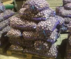 Картофель 35-45 оптом от производителя - 5