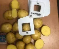 Картофель 35-45 оптом от производителя - 6