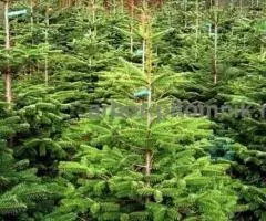 Пихта Нордмана купить в Москве, в горшках и срезанные из Дании - 2