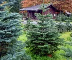 Пихта Нордмана купить в Москве, в горшках и срезанные из Дании - 3