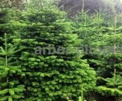 Пихта Нордмана купить в Москве, в горшках и срезанные из Дании - 4