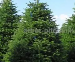 Пихта Нордмана купить в Москве, в горшках и срезанные из Дании - 5