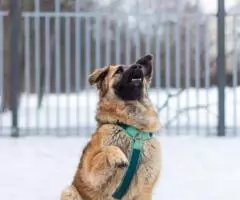 Пума - идеальная собака в добрые руки - 2