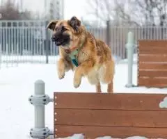 Пума - идеальная собака в добрые руки - 3