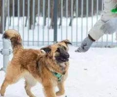 Пума - идеальная собака в добрые руки - 4