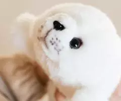 Mimis Мы - компания-производитель мягких игрушек под торговой маркой Mimis. - 4