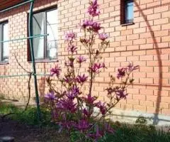 п. Белозерный, НСТ «Мехзаводское». - 5