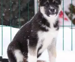 Щенки-метисы кавказской овчарки, отдам в добрые руки - 2