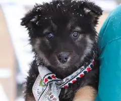 Щенки-метисы кавказской овчарки, отдам в добрые руки - 3