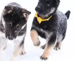 Щенки-метисы кавказской овчарки, отдам в добрые руки - 4