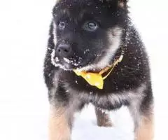 Щенки-метисы кавказской овчарки, отдам в добрые руки - 5