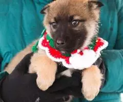 Щенки-метисы кавказской овчарки, отдам в добрые руки - 6