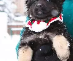 Щенки-метисы кавказской овчарки, отдам в добрые руки - 7