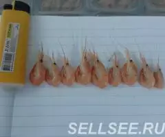 Корм для водных черепах - сушёная креветка - 2