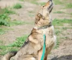 Небольшая и позитивная собака Зея - 2