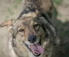 Небольшая и позитивная собака Зея - 3