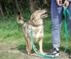 Небольшая и позитивная собака Зея - 4