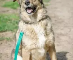 Небольшая и позитивная собака Зея - 5