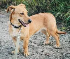 Маленькая собачка Варя - 2