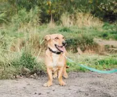 Маленькая собачка Варя - 3