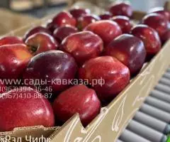 Оптовая продажа яблок разных сортов и калибров - 3